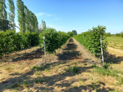 Satılır 4 sot torpaq Quba