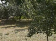 Satılır 16 sot torpaq Quba