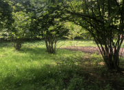 Satılır 10 sot torpaq Qəbələ