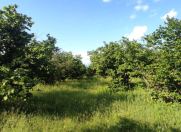 Satılır 100 sot torpaq Qəbələ