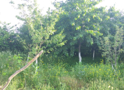 İcarəyə verilir 3 otaqlı 120 m2 bağ evi Qusar