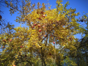 Satılır 13 sot torpaq İsmayıllı