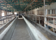 Satılır 3 otaqlı 605 m2 obyekt Buzovna