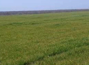 Satılır 300 sot torpaq Neftçala