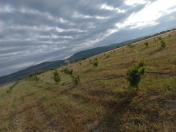 Satılır 89 sot torpaq Quba