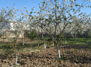 Satılır 10 sot torpaq Qobu