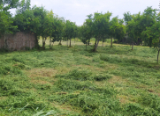 Satılır 10 sot torpaq Göyçay