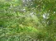 Satılır 24 sot torpaq Şəmkir