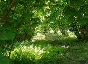 Satılır 12 sot torpaq Oğuz