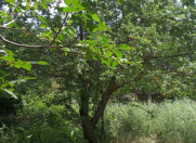 Satılır 9 sot torpaq Şamaxı