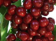 Satılır 120 sot torpaq Xaçmaz