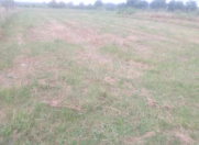 Satılır 10 sot torpaq Qəbələ