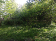 Satılır 5 sot torpaq Qəbələ