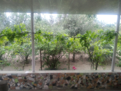 İcarəyə verilir 3 otaqlı 100 m2 həyət evi Albalı