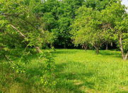 Satılır 63 sot torpaq Qəbələ