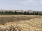 Satılır 550 sot torpaq Şamaxı