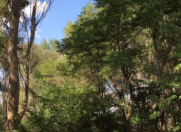 Satılır 11 sot torpaq Qəbələ