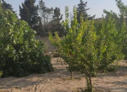 Satılır 2 otaqlı 29 m2 bağ evi Görədil