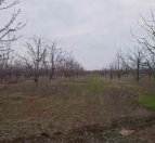 Satılır 700 sot torpaq Xaçmaz