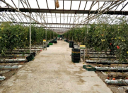 Satılır 5 otaqlı 6000 m2 obyekt Zirə