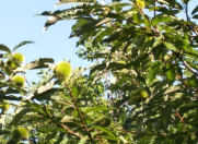 Satılır 18 sot torpaq Qəbələ