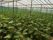 Satılır 2 otaqlı 1200 m2 obyekt Zirə