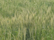 Satılır 528 sot torpaq Xaçmaz