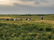 Satılır 2700 sot torpaq Beyləqan