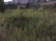 Satılır 6 sot torpaq Qəbələ