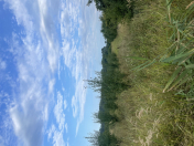 Satılır 65 sot torpaq Xaçmaz