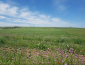 Satılır 81 sot torpaq Gədəbəy