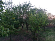 Satılır 50 sot torpaq İsmayıllı