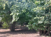 Satılır 20 sot torpaq İsmayıllı