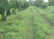 Satılır 120 sot torpaq Xaçmaz