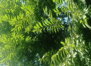 Satılır 22 sot torpaq Oğuz