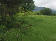 Satılır 50 sot torpaq İsmayıllı