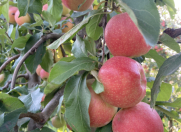 Satılır 170 sot torpaq Quba