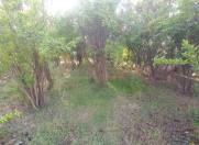 Satılır 15 sot torpaq Naftalan