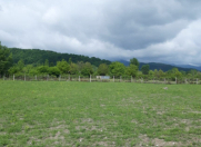 Satılır 24 sot torpaq Qəbələ