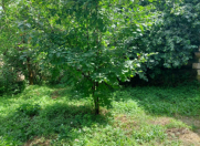 Satılır 2 sot torpaq Quba