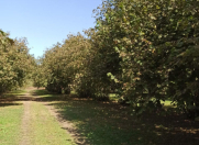 Satılır 180 sot torpaq Qax