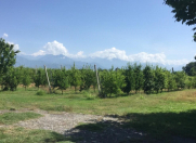 Satılır 3320 sot torpaq Qəbələ