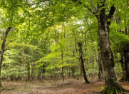 Satılır 5 sot torpaq Quba