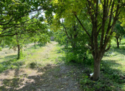 Satılır 17 sot torpaq Bərdə