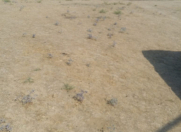 Satılır 8 sot torpaq Qobu