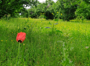 Satılır 15 sot torpaq Qəbələ