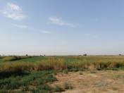 Satılır 790 sot torpaq Neftçala