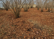 Satılır 20 sot torpaq Qəbələ