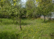 Satılır 10 sot torpaq Şəki