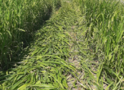 Satılır 210 sot torpaq Ağdaş